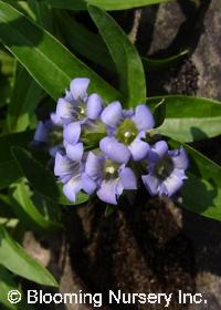 Gentiana dahurica                                 